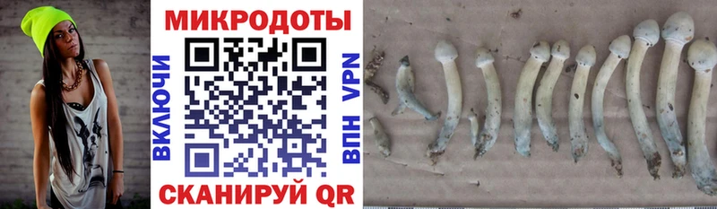 Галлюциногенные грибы Psilocybe Курчатов